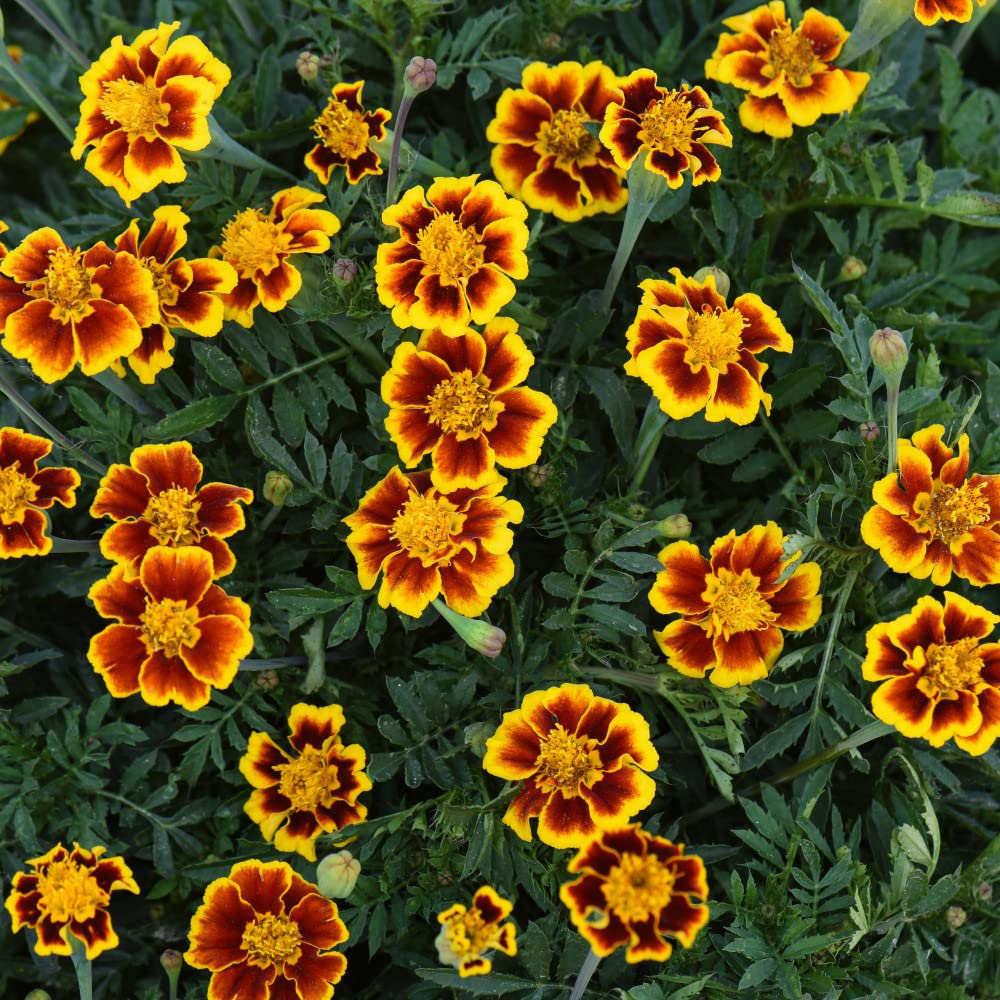 Thompson & Morgan Marigold Single Legion of Honour Seeds Image