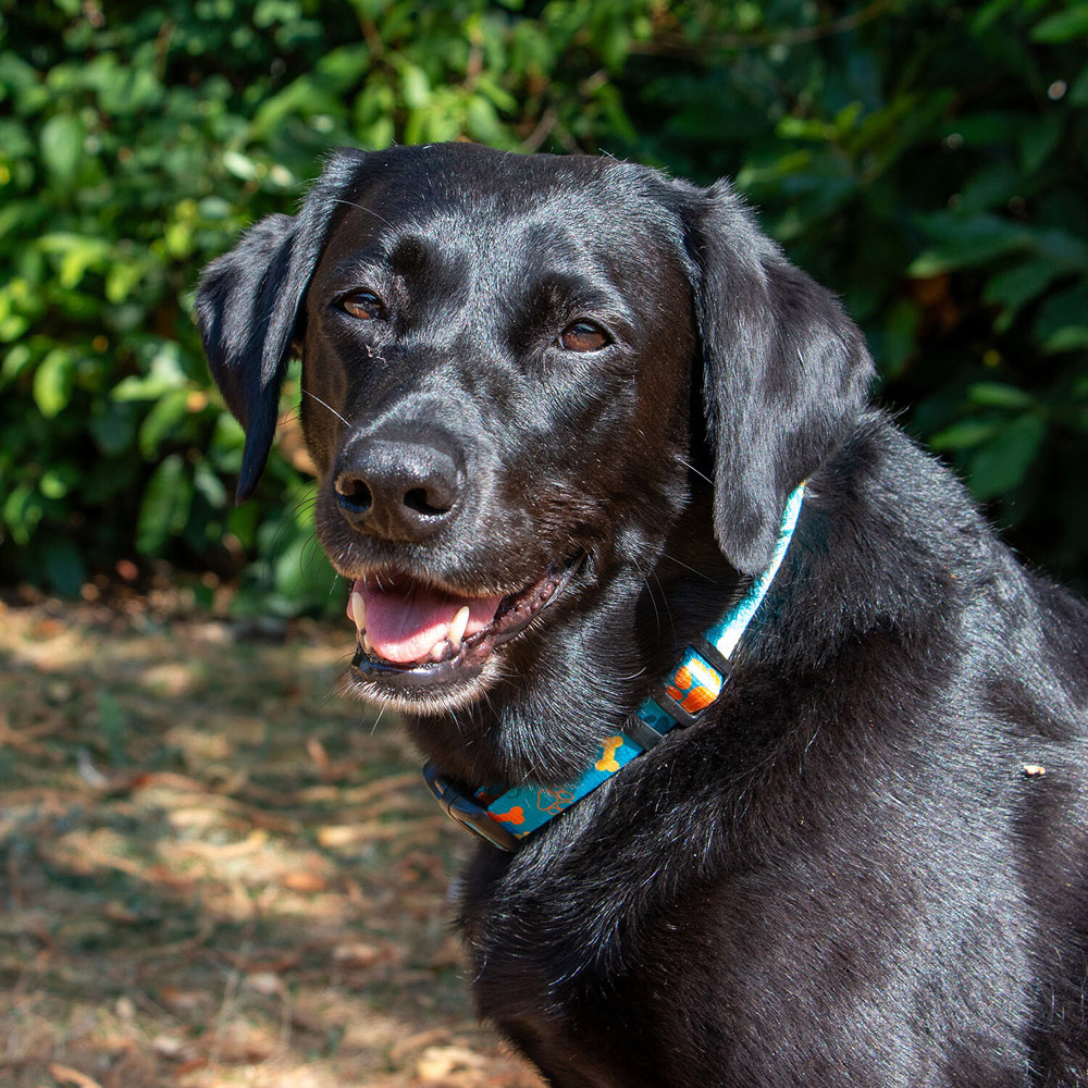 Soho Paws and Bone Dog Collar Blue Image 3