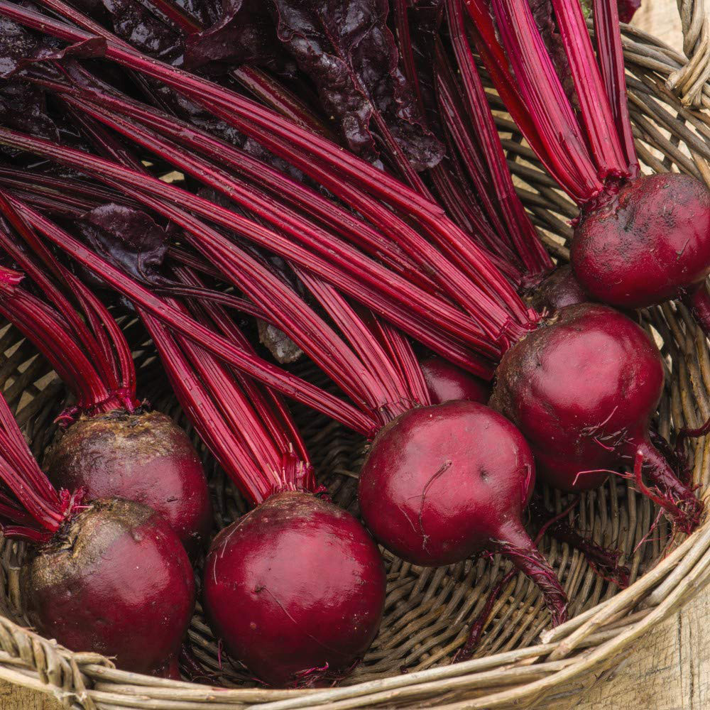 Thompson & Morgan Beet Morello Seeds Image 2
