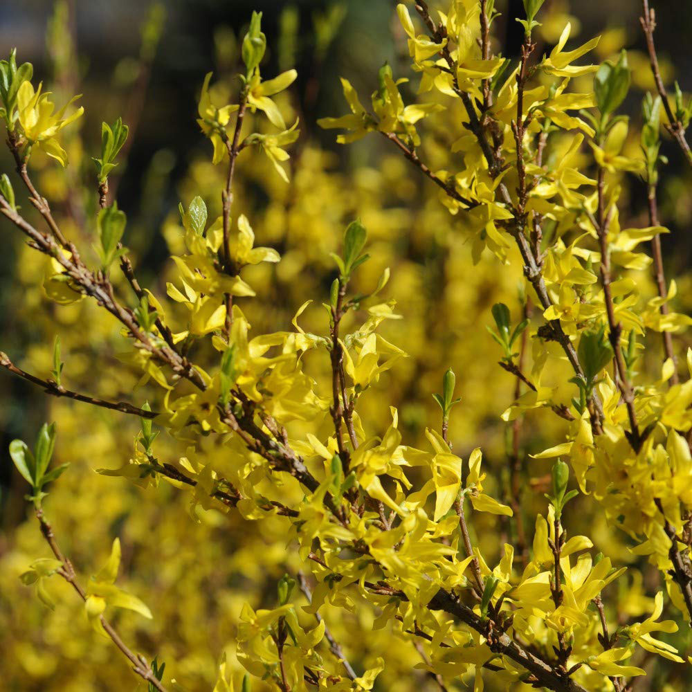 Thompson and Morgan Forsythia Goldrush Plant Pot 9cm Image 3