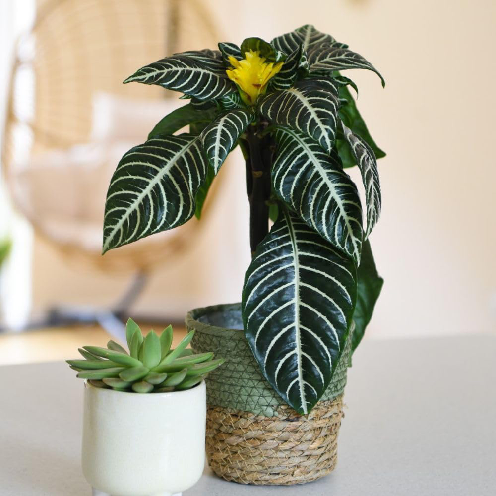 Thompson and Morgan Aphelandra Squarrosa Plant Pot 13cm 2 Pack Image 4