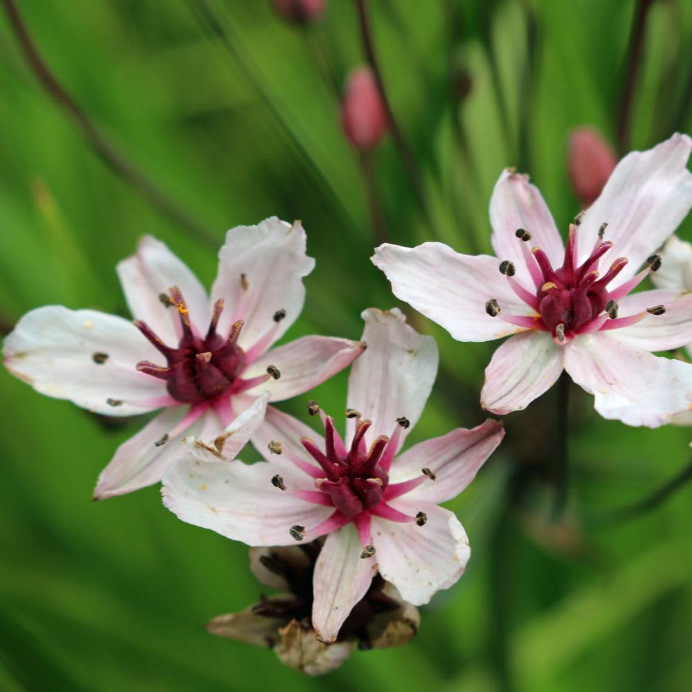 Thompson and Morgan Cardamine Pratensis Plant Pot 9cm Image 1