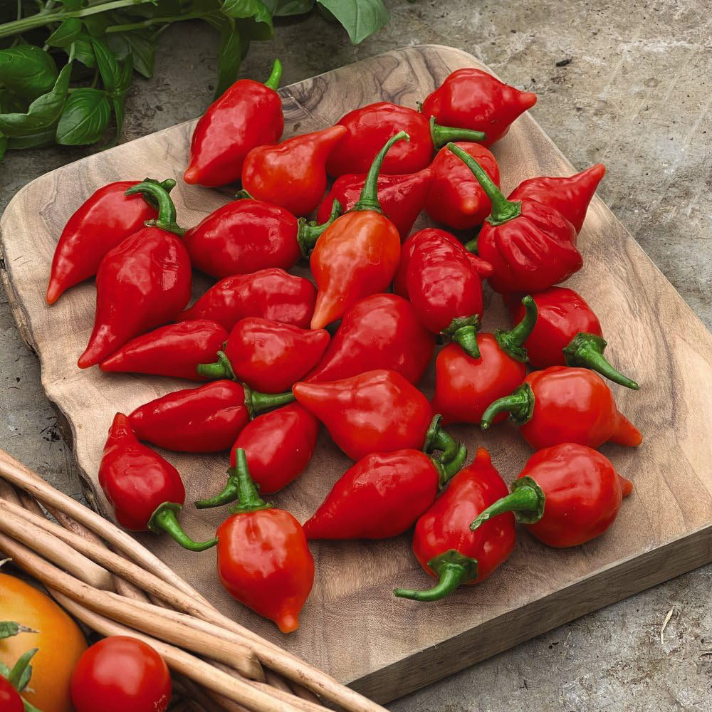 Thompson and Morgan Chilli Pepper Raging Bull Seeds Image 2
