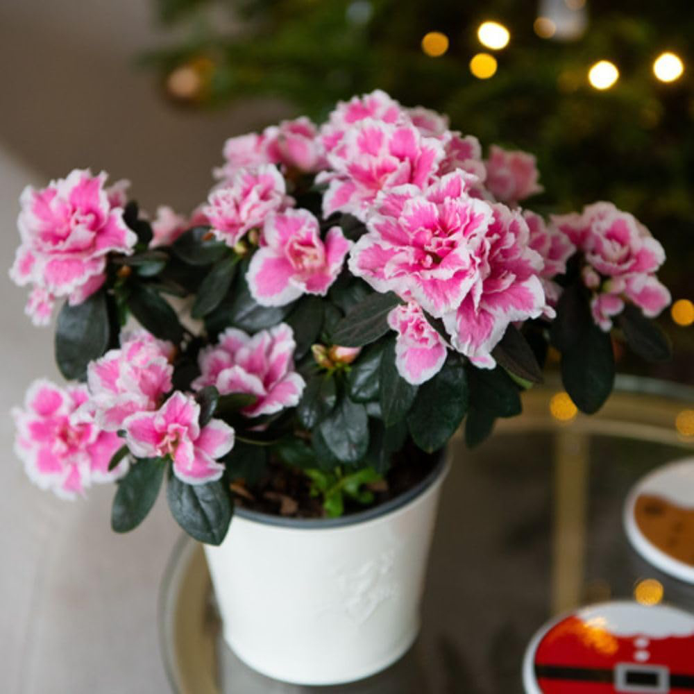 Thompson and Morgan Christmas Gift Pink and White Azalea Plant Pot 12cm 2 Pack Image 2