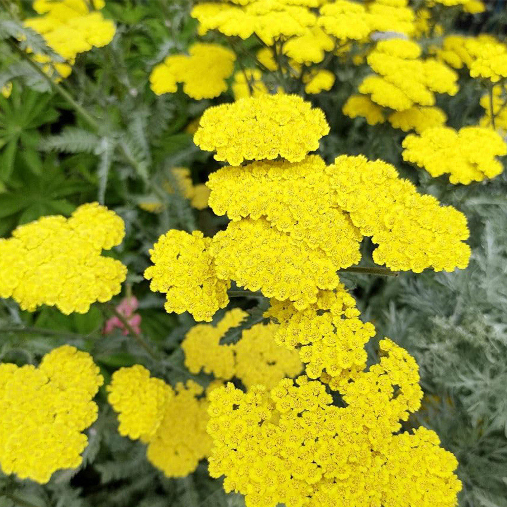 Thompson and Morgan Achillea Moonshine Plant Pot 9cm Image 2