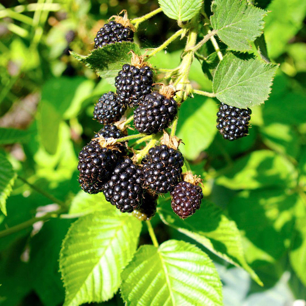 Thompson and Morgan Blackberries Triple Crown Plant Pot 2L 2 Pack Image