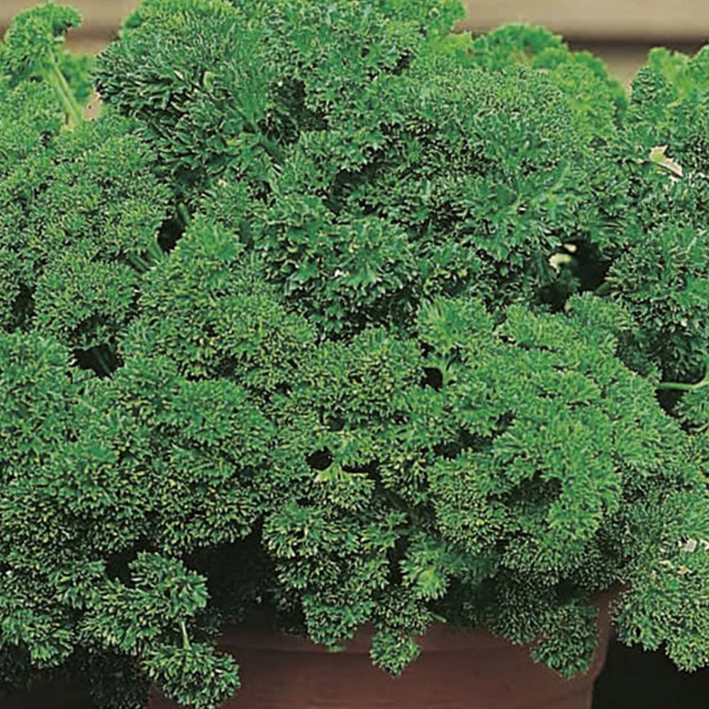 Johnsons Parsley Moss Curled Seeds Image 1
