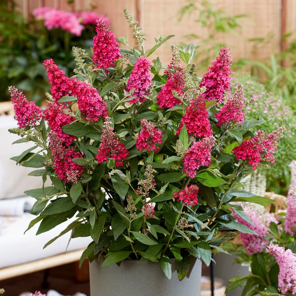 Thompson and Morgan Buddleja Butterfly Candy Little Ruby Pot 3L Image 4