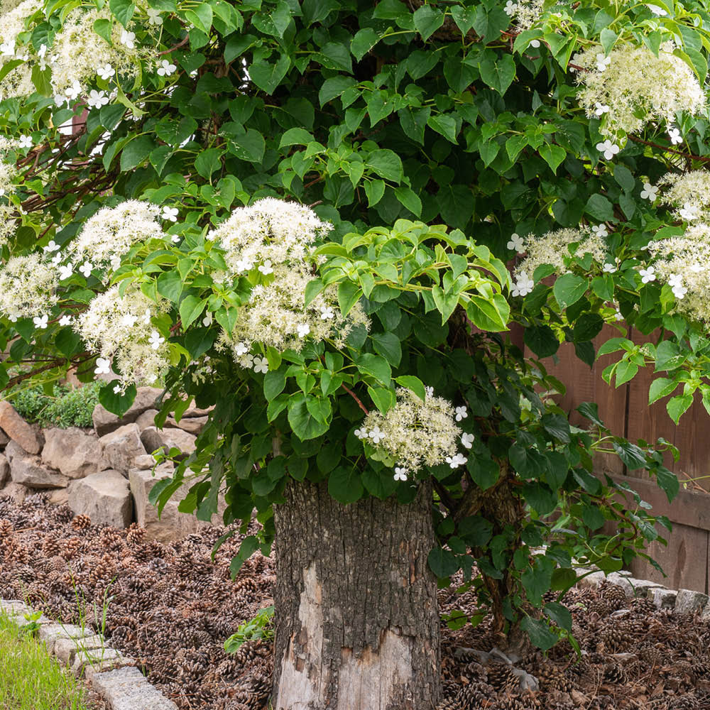 YouGarden Climbing Hydrangea Plant Pot 9cm 3 Pack Image 2