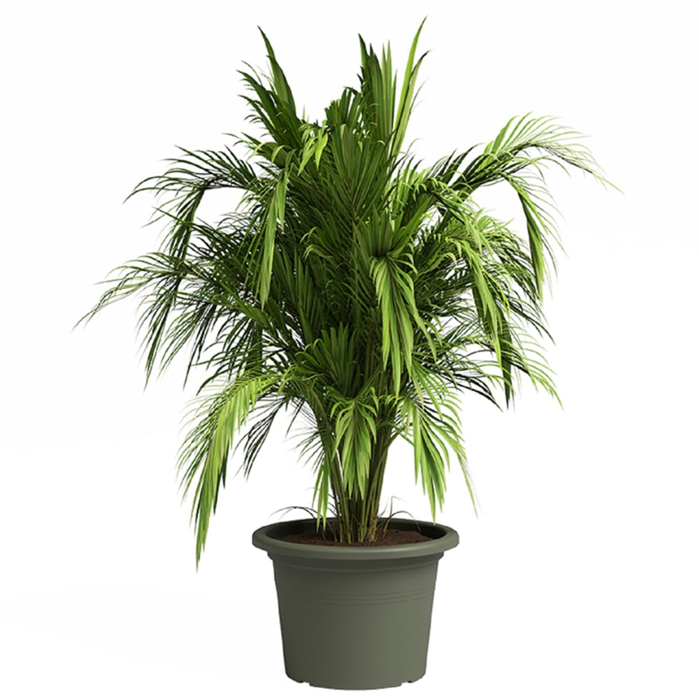 Artevasi Venezia Cilindro Dry Green Planter 45cm Image 2