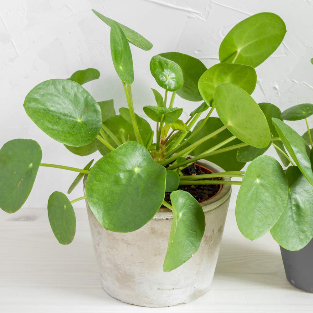 Thompson & Morgan Pilea Peperomioides Chinese Money Plant Potted Plant 11cm Image 1