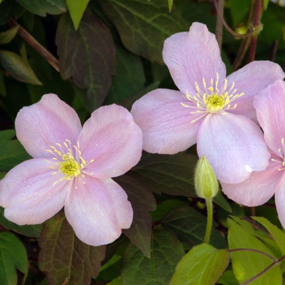 Thompson and Morgan Clematis Montana Mayleen Plant Pot 7cm 2 Pack with Tower Pot Kit Image 4