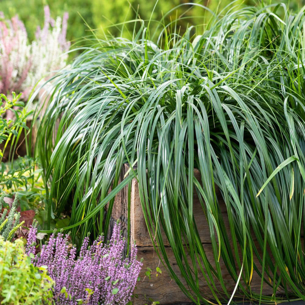 Thompson and Morgan Carex Oshimensis Ribbon Falls Plant Pot 3L Image 1