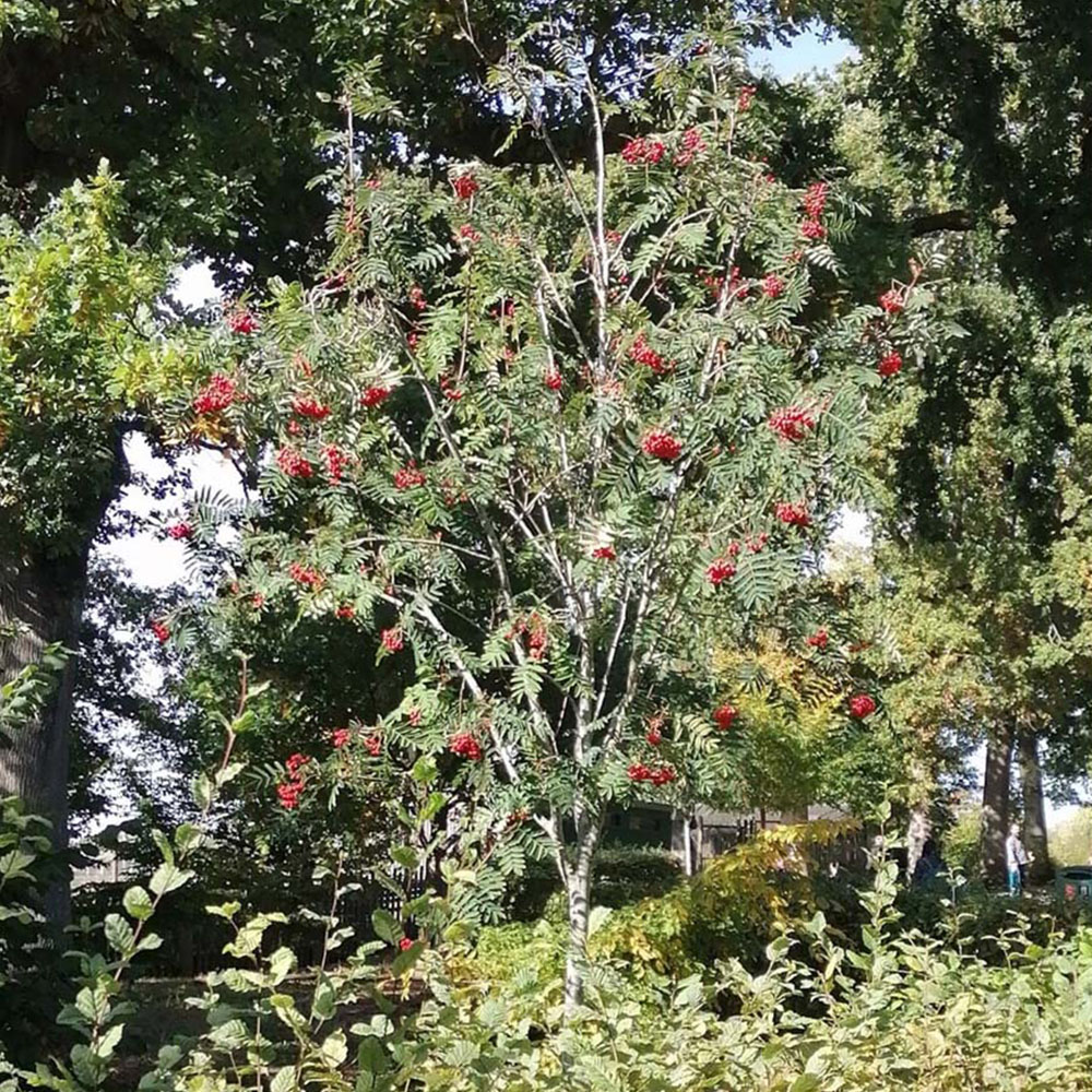 Inspirational Gifting Rowan Mountain Ash Bare Root Hedge Plant Sapling 3-4ft 20 Pack Image 4