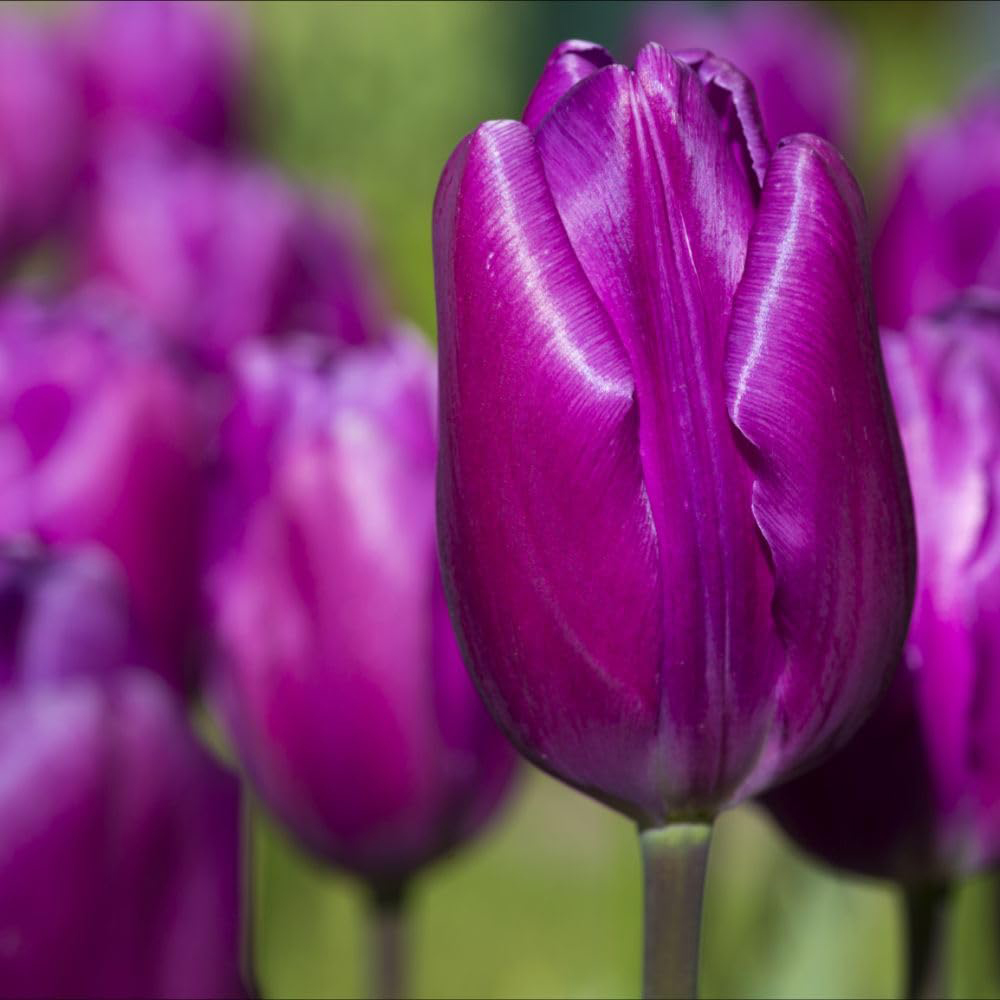 Thompson and Morgan Tulip Purple Flag Planting Bulb 8 Pack Image 1