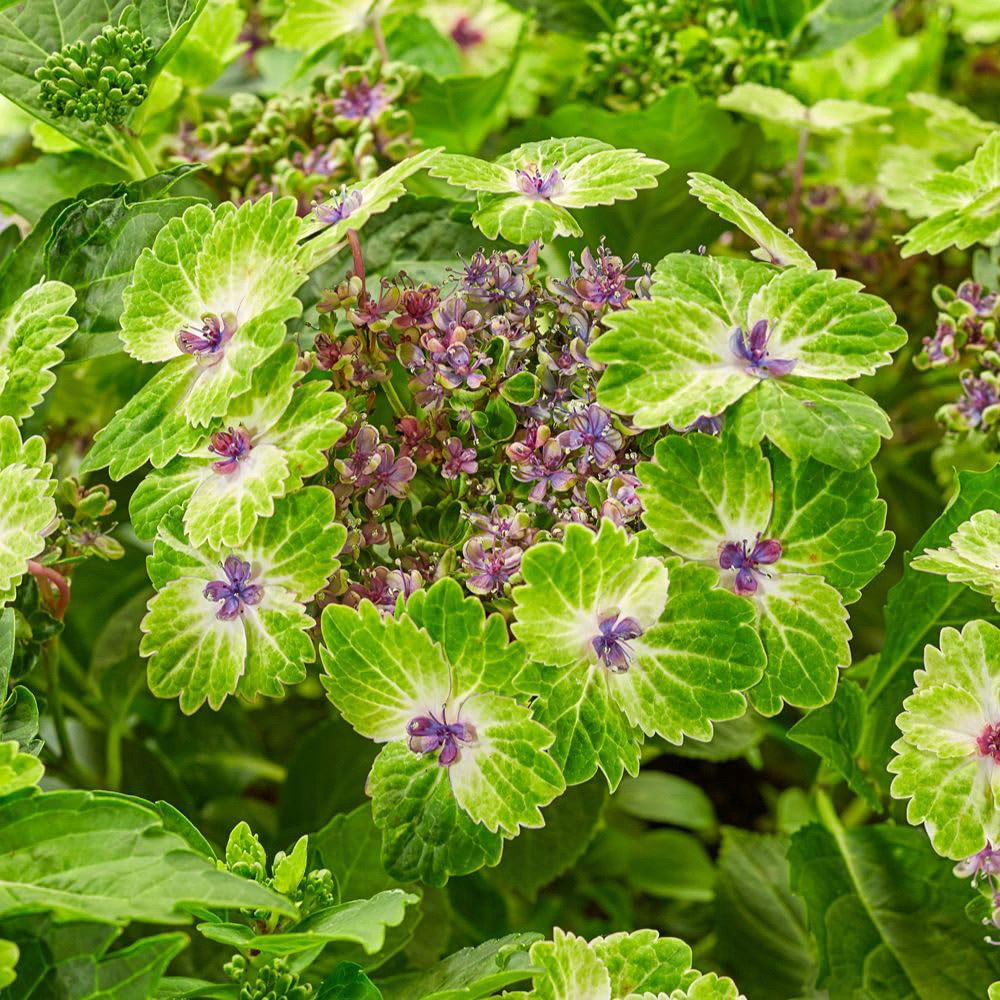 Thompson and Morgan Hydrangea Teller Green Dream Blue Plant Pot 14cm Image 2