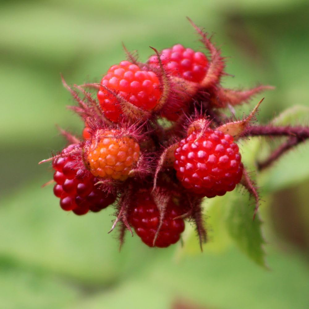 Thompson and Morgan Wineberry Plant Pot 2L 2 Pack Image 3