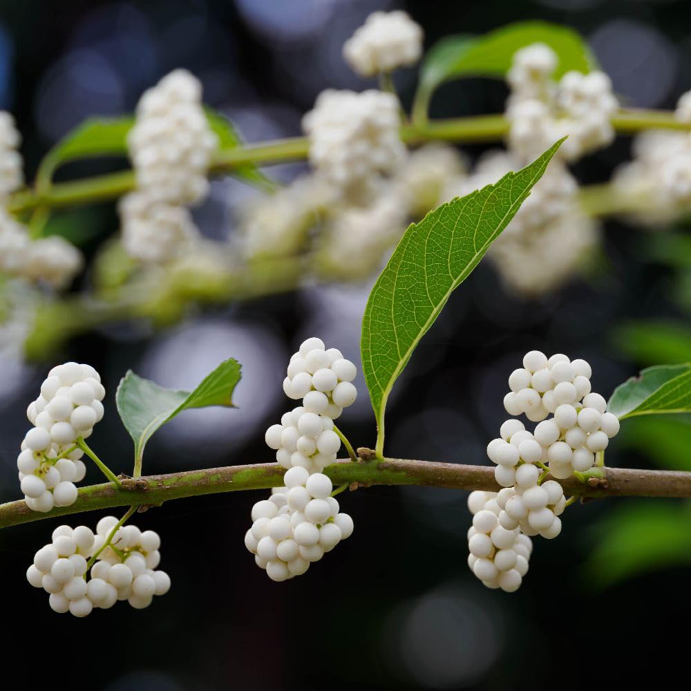 Thompson and Morgan Callicarpa Bodinieri Magical Snow Queen Plant Pot 9cm Image 2