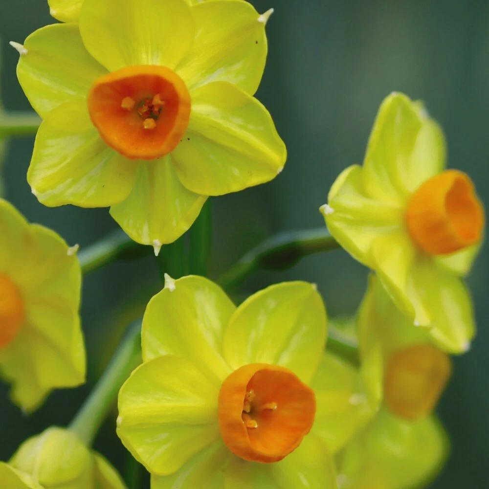 Thompson and Morgan Daffodil Golden Dawn Planting Bulb 32 Pack Image 3