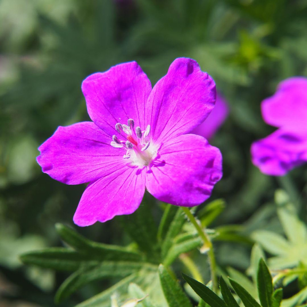Thompson and Morgan Geranium Sanguineum Plant Pot 9cm 2 Pack Image 1