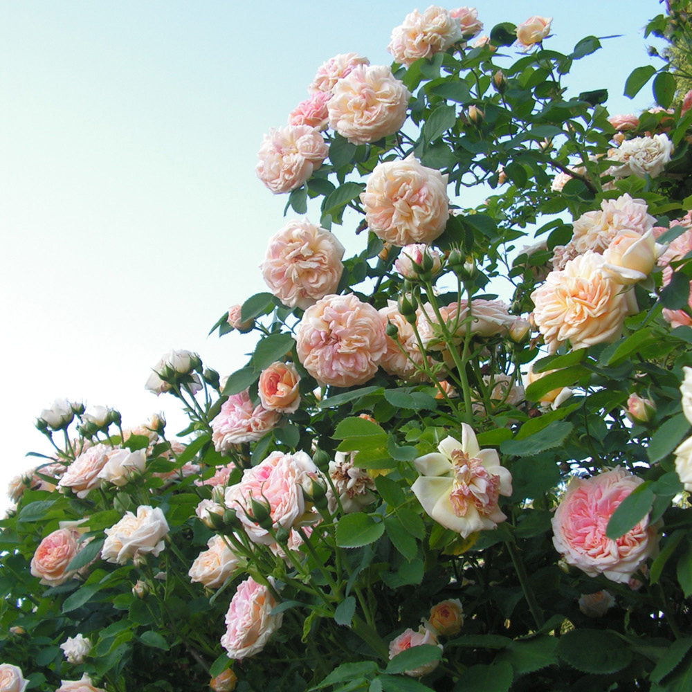 YouGarden Rose Climbing Alchymist Bare Root Image 2