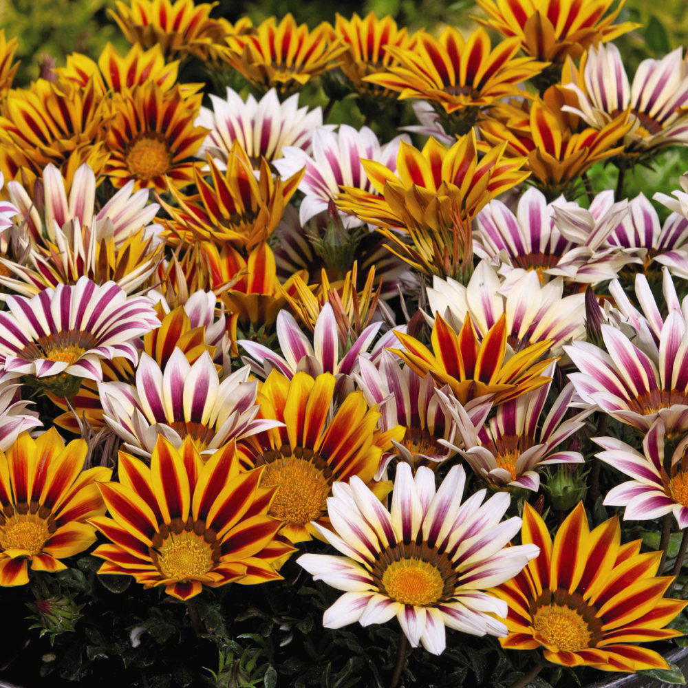 Thompson and Morgan Gazania Tiger Stripes Mixed Plant Plug 12 Pack Image 1
