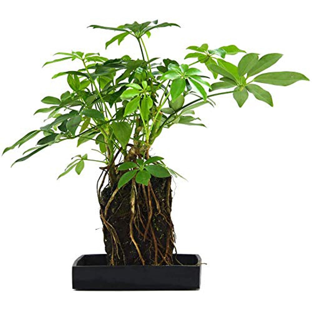 Thompson & Morgan Lova Schefflera Lava Plant on Wooden Tray Image 4