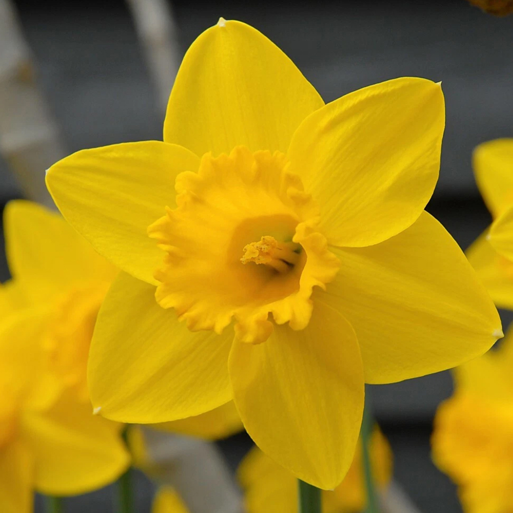 Thompson and Morgan Daffodil Golden King Alfred Planting Bulb 8 Pack Image 1