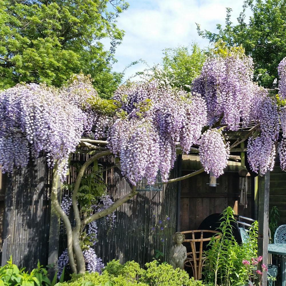 Thompson and Morgan Wisteria Prolific Plant Pot 1.5L 3 Pack Image 3