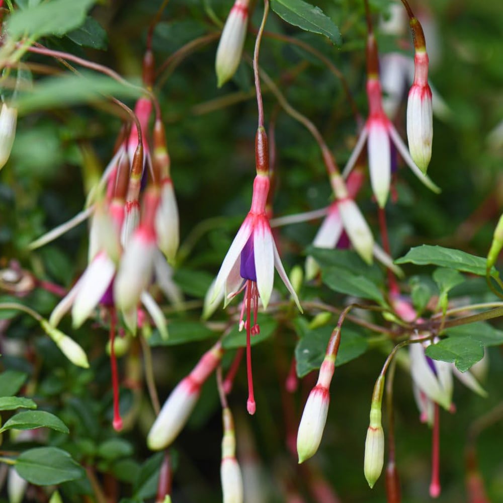 Thompson & Morgan Fuchsia Magellanica Arauco Hardy Jumbo Plant Plug Image 1