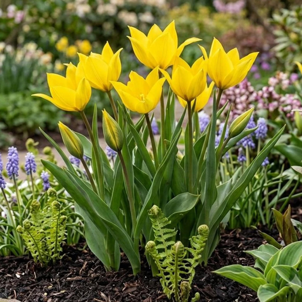 Thompson and Morgan Tulip Woodland Tulip Planting Bulb 16 Pack Image 7