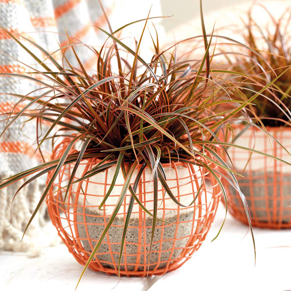 Thompson and Morgan Grass Uncini Everflame Potted Plant 9cm 3 Pack Image 3