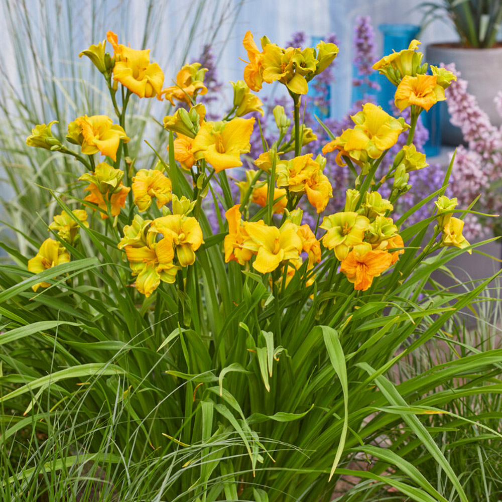 YouGarden Daylily Hemerocallis See You Tomorrow Bare Root Image 2
