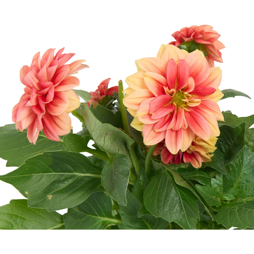 Dahlia Seasons Best Plant Image 4