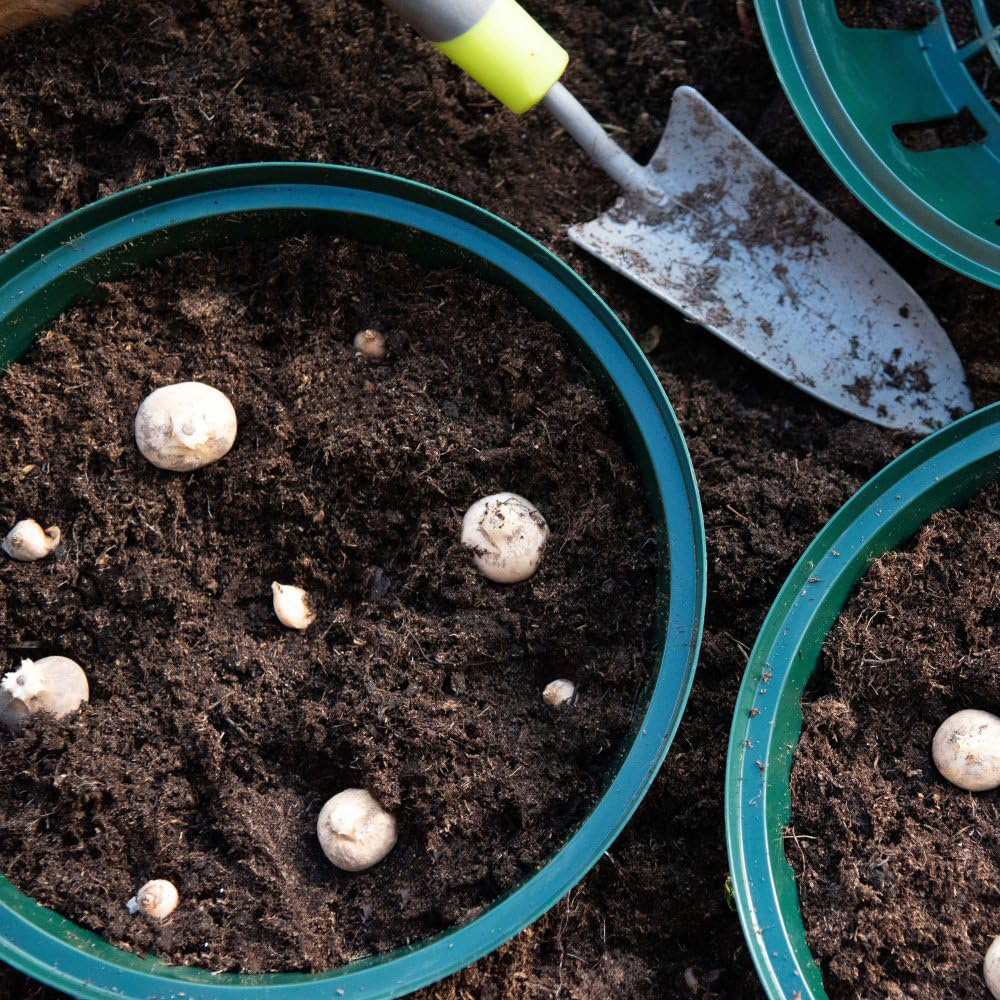 Thompson and Morgan Bulb Planting Basket 5 Pack Image 2