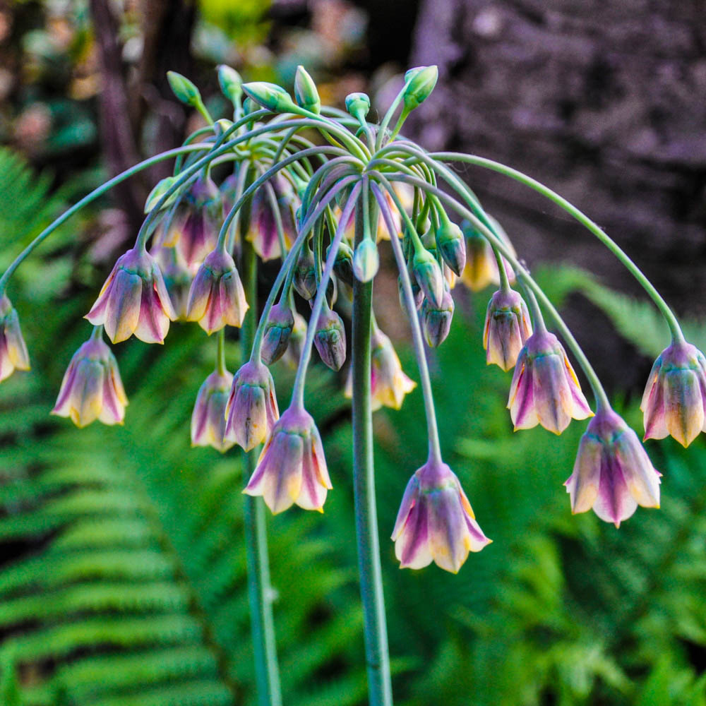 wilko Allium Collection Mixed Planting Bulb 100 Pack Image 5