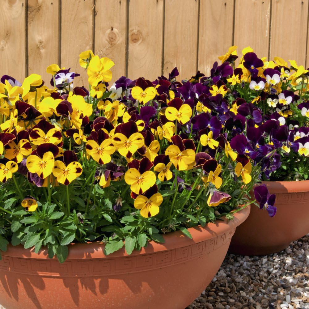 Thompson & Morgan Viola Pot Pourri Mixed Seeds Image 1