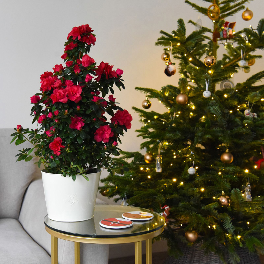 Thompson and Morgan Christmas Gift Azalea Piramide Tree Plant Pot 17cm 2 Pack Image 7