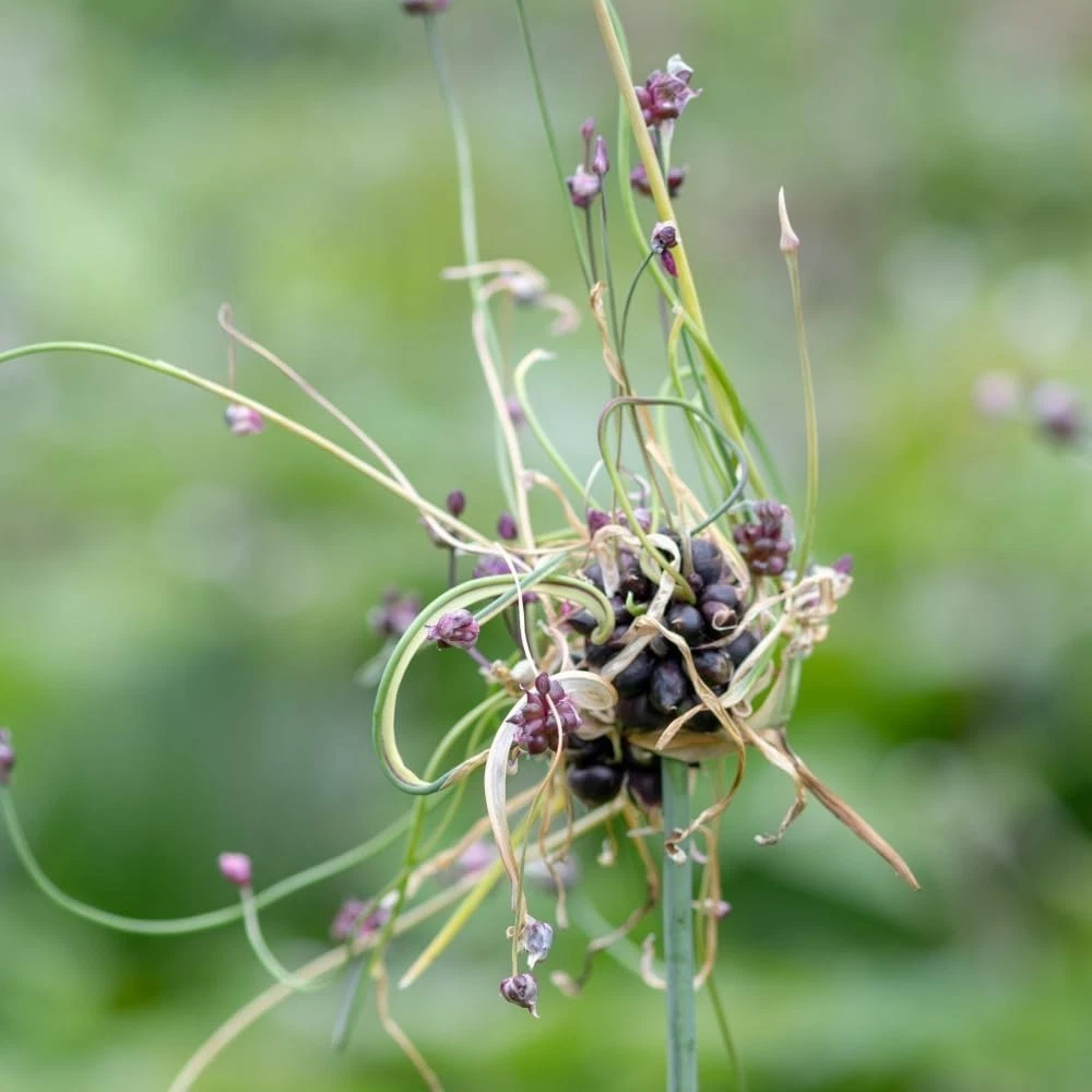 Thompson and Morgan Allium Scorodoprasum Art Planting Bulb 6 Pack Image 2