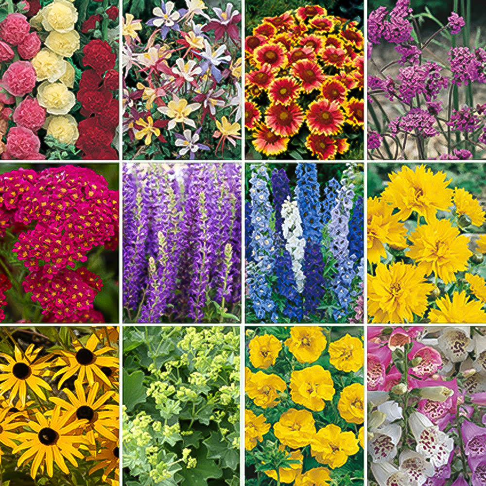 wilko Hardy Garden Perennial Collection Plug Plant 24 Pack Image 1
