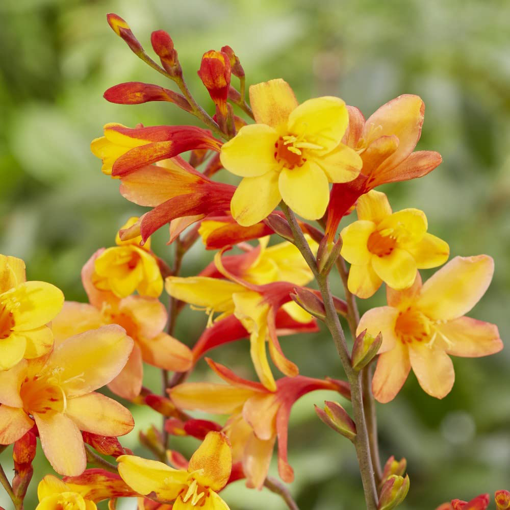 Thompson and Morgan Crocosmia Harlequin Potted Plant 9cm Image 1