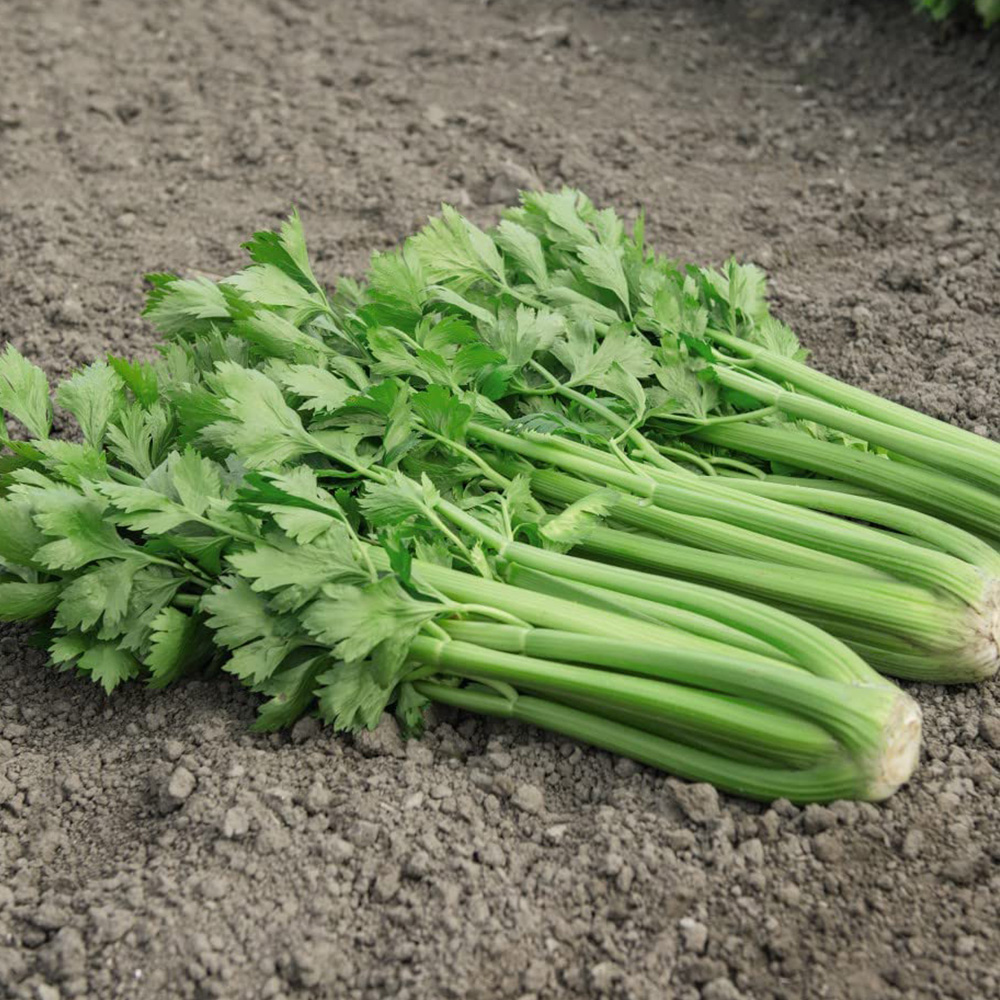 Thompson & Morgan Celery Tango F1 Hybrid Seeds Image 1