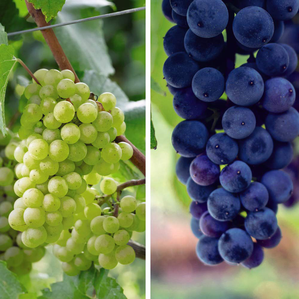 Thompson and Morgan Grape Duo Potted Plant 9cm 2 Pack Image 1
