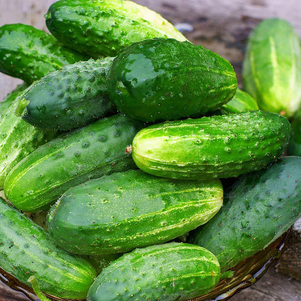 Thompson and Morgan Cucumber Goblin F1 Gherkin Seeds Image