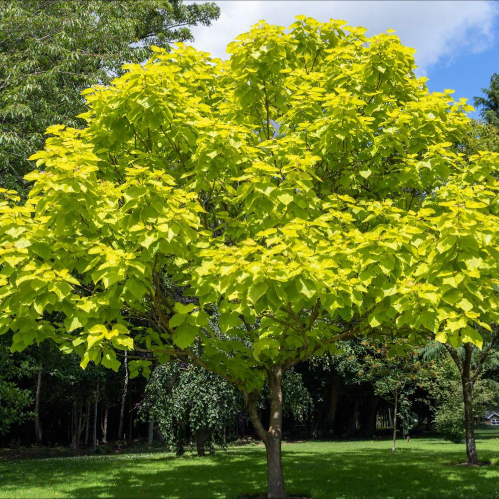 Thompson and Morgan Catalpa Bignonioides Aurea Plant Pot 3L Image 2