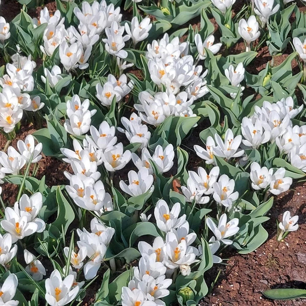 Thompson and Morgan Crocus Jeanne d'Arc Planting Bulb 40 Pack Image 3