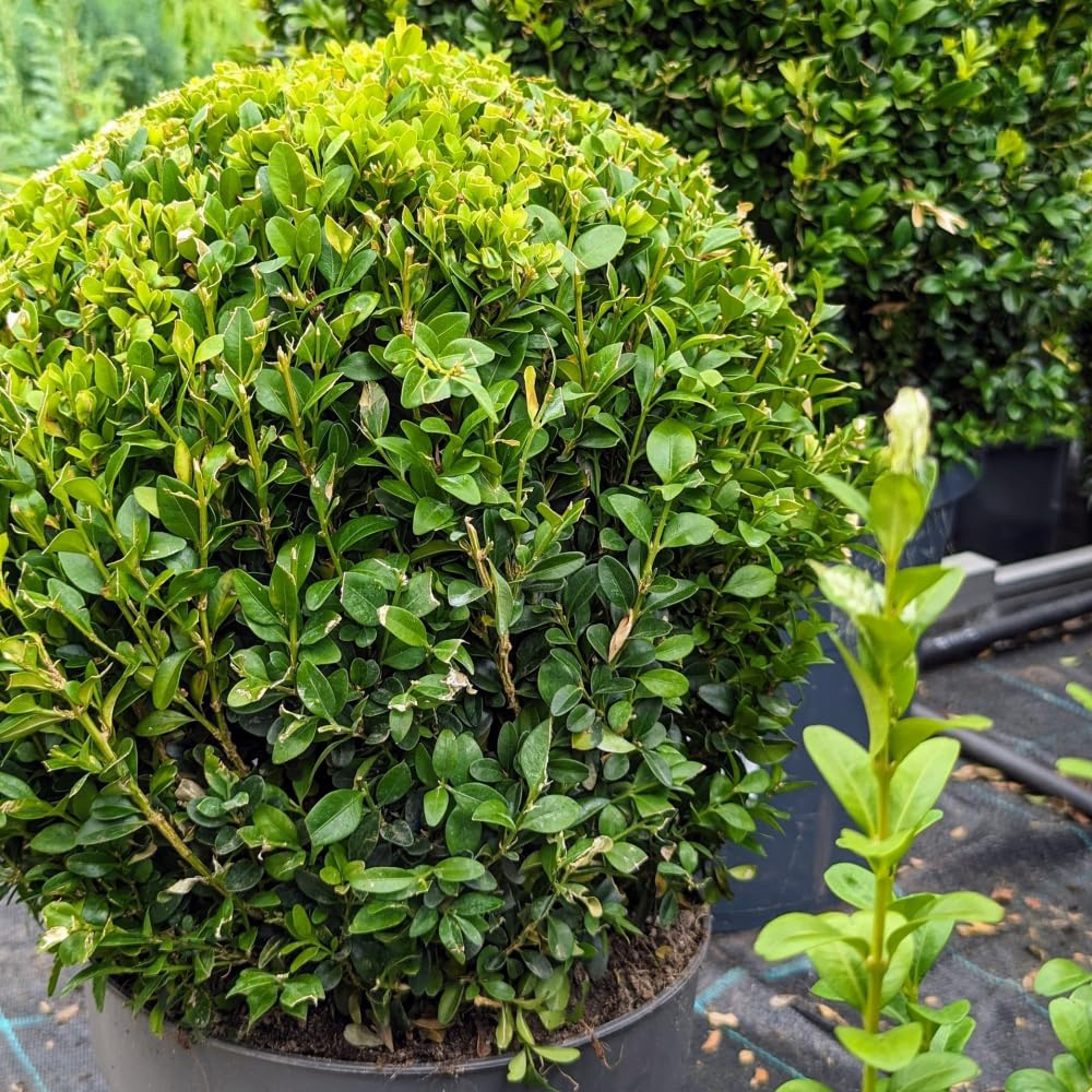 Thompson and Morgan Ilex crenata Dark Green Plant Pot 2L Image 3