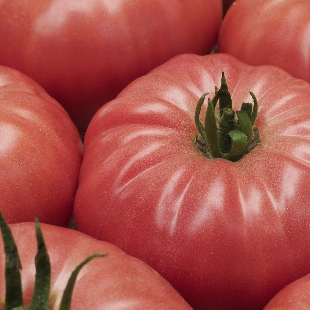 Thompson & Morgan Tomato Grafted Buffalopink Postiplug Plant 3 Pack Image 2