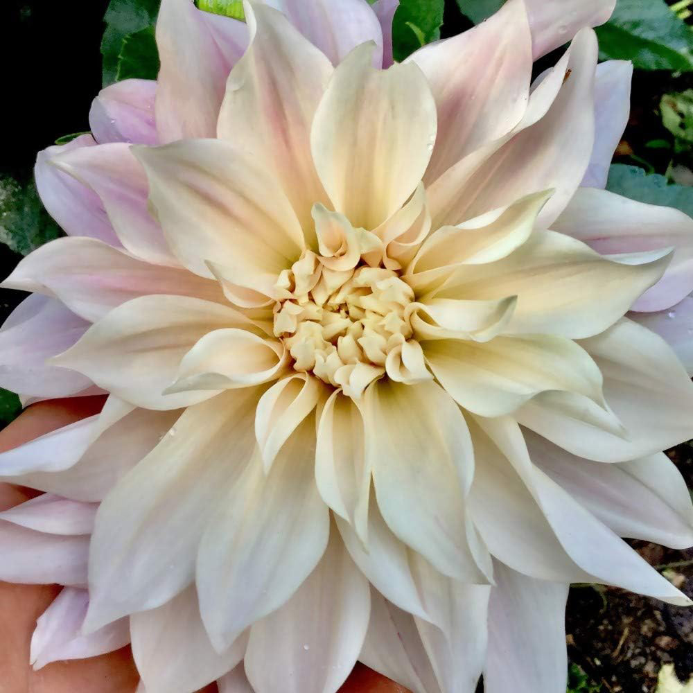 Thompson and Morgan Dahlia Cafe Au Lait 1 Ziro Tuber 6 Pack Image 2