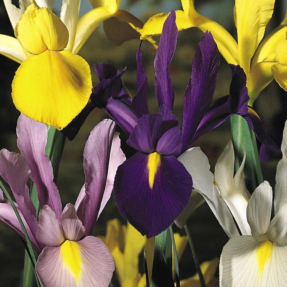 Thompson and Morgan Iris Dutch Mixed Spring Planting Bulb 80 Pack Image 4